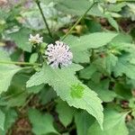 Melanthera nivea Flower