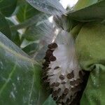 Calotropis proceraBloem