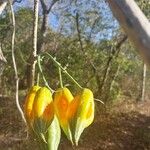 Trochomeriopsis diversifolia Fruto