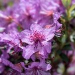 Rhododendron saluenense Bloem