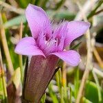 Gentianella columnae