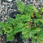 Thymus pulegioides Habit