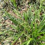 Carex pendulaFlower