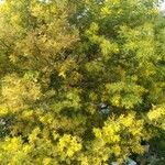 Acacia decurrens Floro