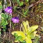 Pinguicula vulgaris Çiçek