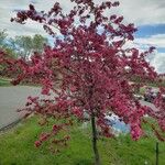 Malus × floribunda موطن