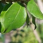 Luma chequen Blatt