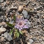 Pterocephalus plumosus Flower