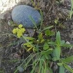 Lomatium triternatum Flor