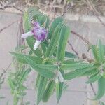 Salvia leucantha Levél