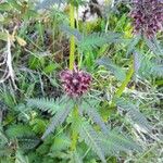 Pedicularis recutita Flower