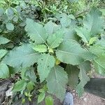 Crambe scaberrima 葉