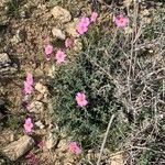 Helianthemum vesicarium Hàbitat