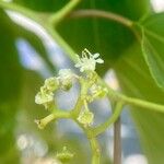 Hovenia dulcis 花