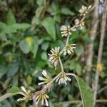 Polysphaeria multiflora Floare