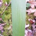 Iris foetidissima Leaf