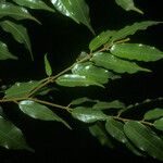 Mabea subsessilis Лист