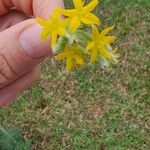 Hypoxis obtusa Floro