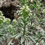 Echium giganteum Fulla
