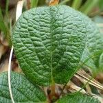 Salix reticulata Blatt