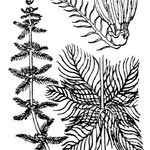 Myriophyllum verticillatum Övriga