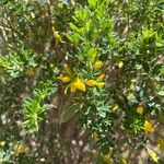 Genista monspessulanaBlatt