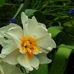 Narcissus spp. Květ