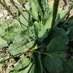 Plantago majorFolha