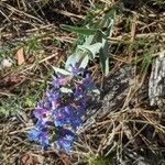 Penstemon nitidus Λουλούδι