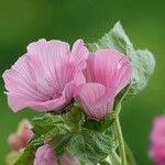 Malva trimestris 形态