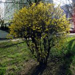 Forsythia intermedia Habitatea