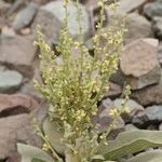 Verbascum tetrandrum Habitatea