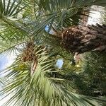 Butia capitata Fruit