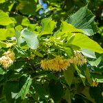 Tilia americana Fiore