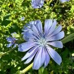 Cichorium endiviaFloare