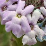 Glandularia gooddingii Flower