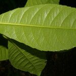 Gymnanthes riparia Hoja