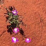 Calandrinia ciliata പുഷ്പം