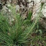 Muhlenbergia lindheimeri 叶