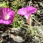 Ipomoea plummerae 花