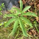 Sauromatum venosum Leaf