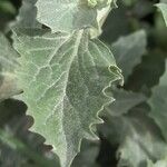 Atriplex suberecta Leaf