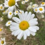 Leucanthemum ircutianum Cvet