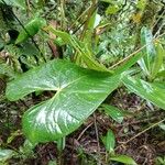 Anthurium obtusilobum Leaf