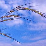 Aristida adscensionis Flower