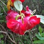 Rhododendron cerasinum Flower