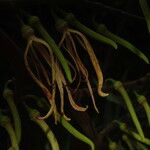 Xylopia aethiopica Λουλούδι
