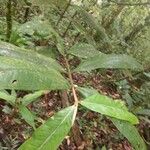 Inga sapindoides Hoja