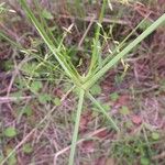 Cyperus tenuispica Flors