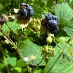 Rubus caesius Vrucht